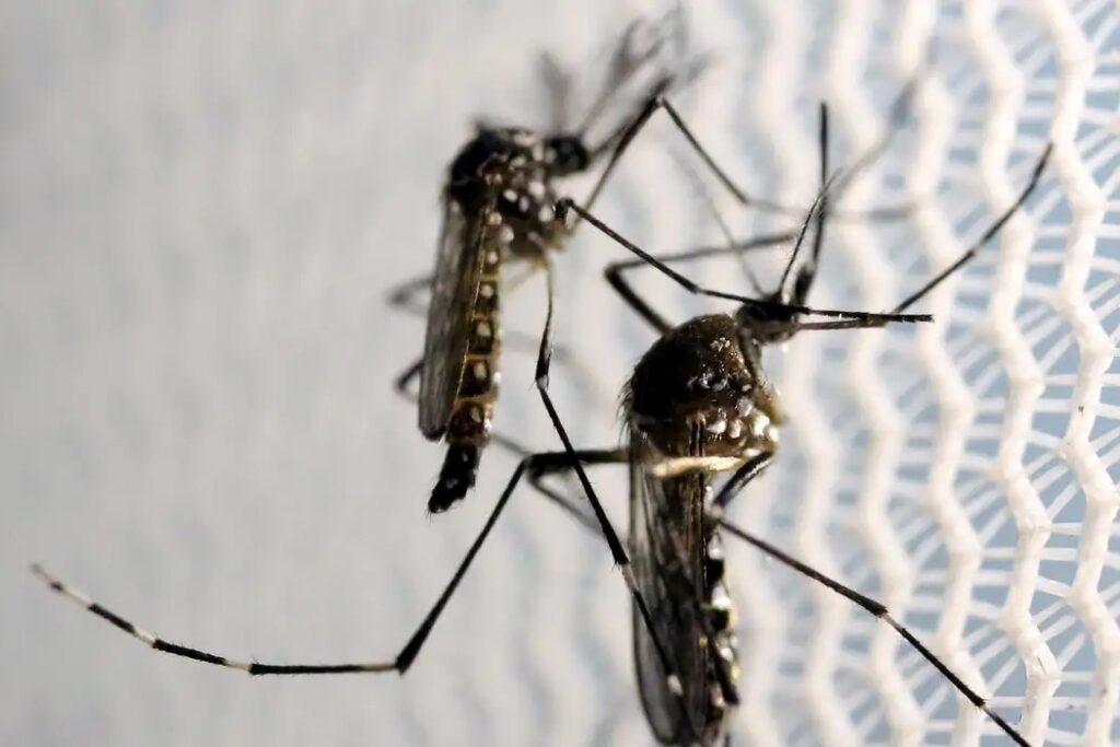 Butantan recebe autorização para vacina contra chikungunya