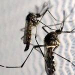 Butantan recebe autorização para vacina contra chikungunya