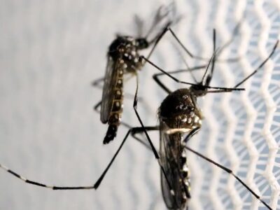 Butantan recebe autorização para vacina contra chikungunya