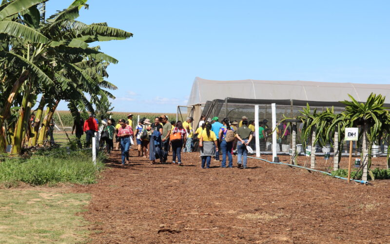 Emater-DF apresenta circuito de fruticultura na AgroBrasília 2026