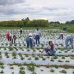 Mais de 100 mulheres são certificadas em programa rural no DF