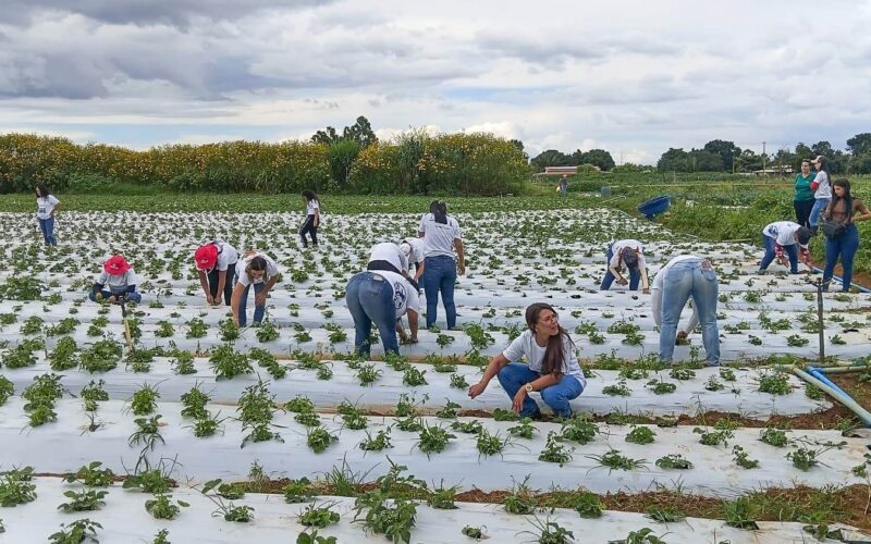 Mais de 100 mulheres são certificadas em programa rural no DF