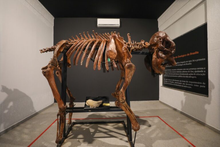 Museu do Zoo de Brasília reabre com acessibilidade e nova rota